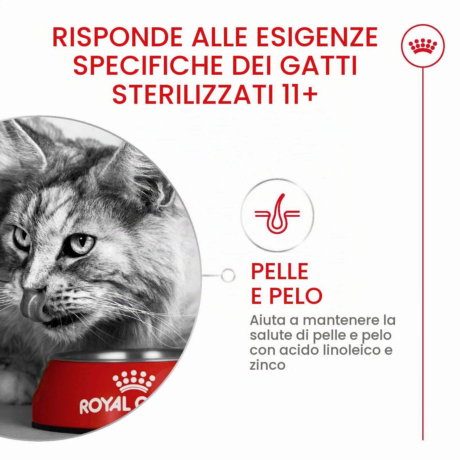 ROYAL CANIN AGEING 11+ | 4 kg | Cibo secco per gatti anziani a partire dall'11° anno di vita | Formula con il complesso HealthyAge7™ | Contiene crocchette facili da masticare