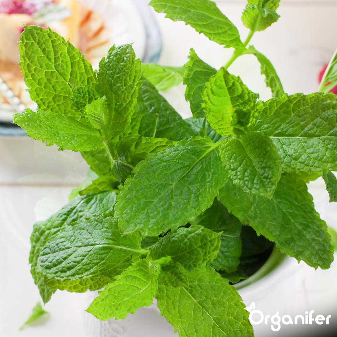 Flüssigdünger Für Pfefferminze 2L – Organischer Dünger Für Kräftiges Wachstum Und Aromatische Blätter – Fördert Wurzeln Und Widerstandskraft – Organifer