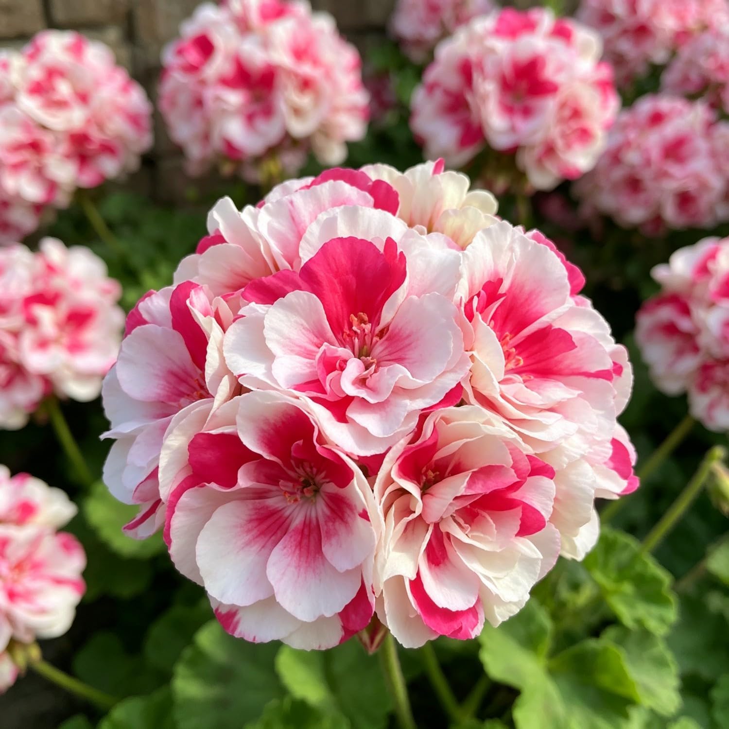 Double Geranium Seed-Hardy,Perennial, Vibrant Floral Display Garden — image 1