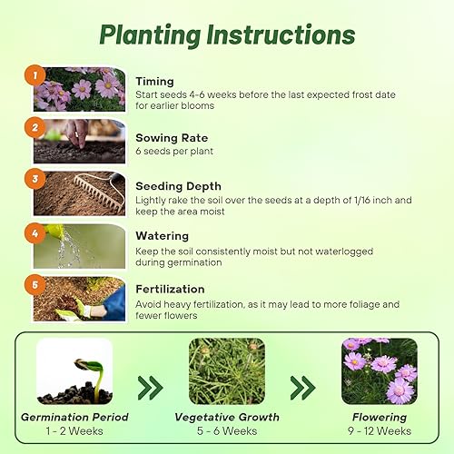 Miniatura 4 de Outsidepride 50 semillas anuales Cosmos Bipannatus Pink Popsocks cortadas semillas de flores para plantar