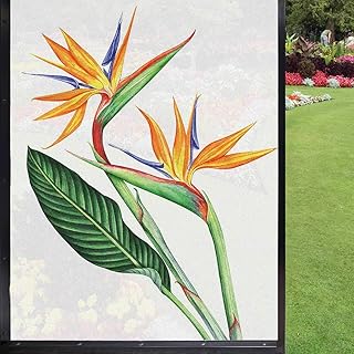 Hawaiian Colors frosted window film window film privacy,Tropical Painting of a Bird of Paradise Flower on Plain Background frosted window glass for Home Office UV Protection,White Multicolor 24