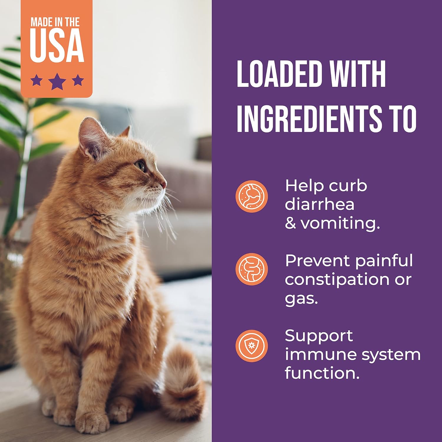Jackson Galaxy Cat Probiotics and Digestive Enzymes | Best Probiotic Powder for Cat Diarrhea, Vomiting Relief, Upset Stomach & Pet Allergies | Feline Probiotic Supplement | Kitten Treatment 4.2oz : Pet Supplies