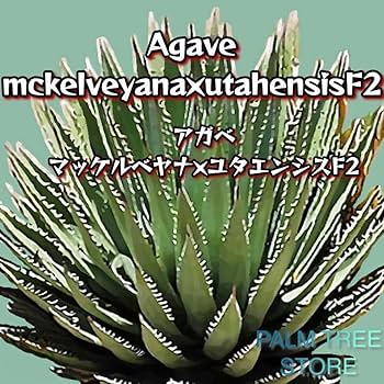 Amazon.co.jp: 【種子】アガベ マッケルベヤナ × ユタエンシス