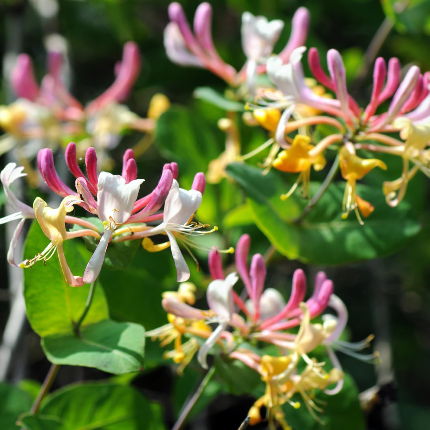 Purple Honeysuckle Plant, Honeysuckle Vine Plant Live from 5 Inch Tall, 2.5 Inches Pot for Planting Outdoor