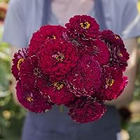 Vista 92 de Eden Brothers - Semillas de zinnia, cactus con flores, sin OMG, plantar en primavera, paquete, flores de bajo mantenimiento, zonas 3, 4, 5, 6, 7, 8