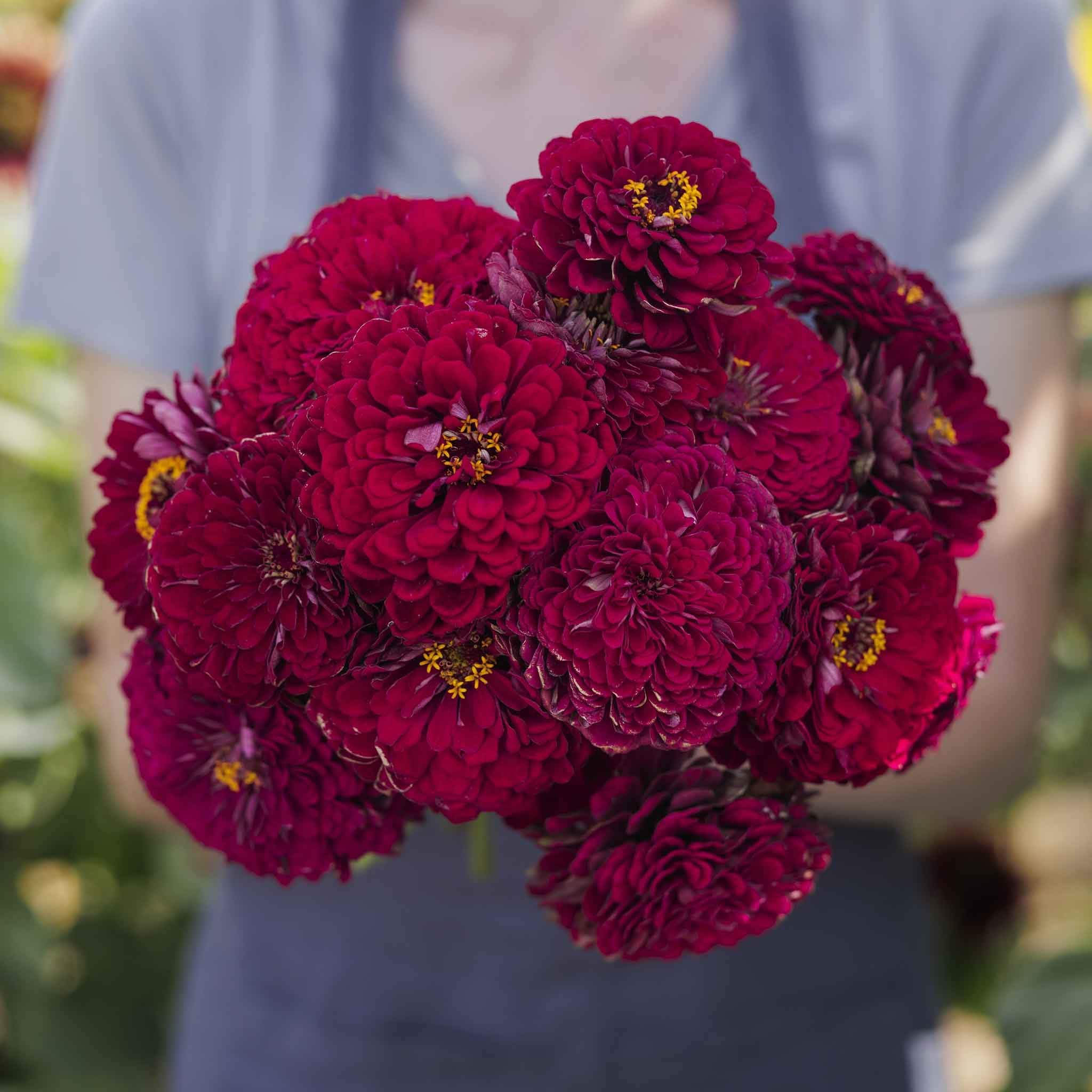 Eden Brothers Zinnia Benary Giant Wine - Packet, Non-GMO Seeds for Planting, Packet | Low-Maintenance Flower Seeds, Plant During Spring, Zones 2, 3, 4, 5, 6, 7, 8, 9, 10