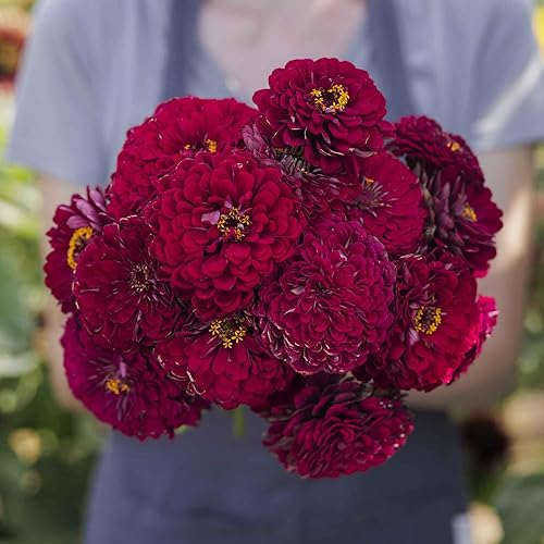 Miniatura 92 de Eden Brothers - Semillas de zinnia, cactus con flores, sin OMG, plantar en primavera, paquete, flores de bajo mantenimiento, zonas 3, 4, 5, 6, 7, 8