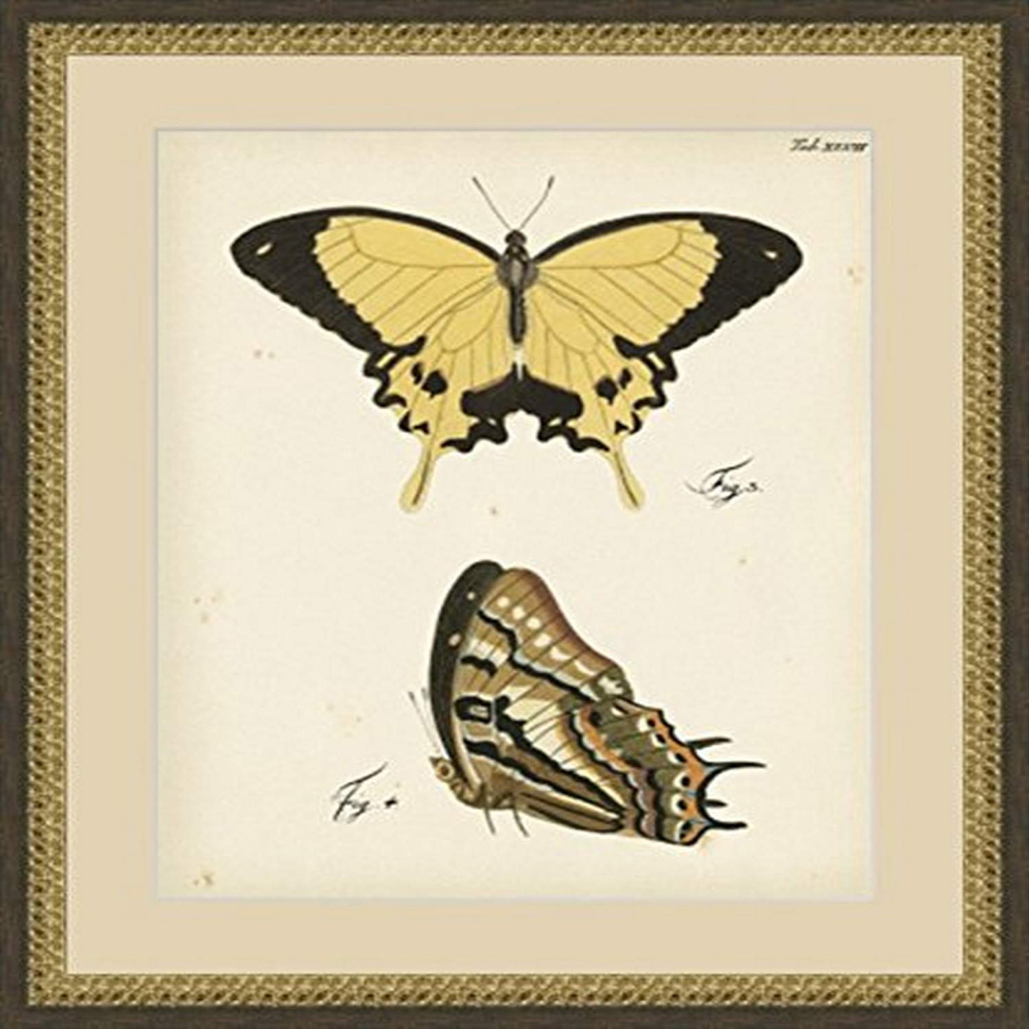 Global Designs Butterfly Profile II Artwork