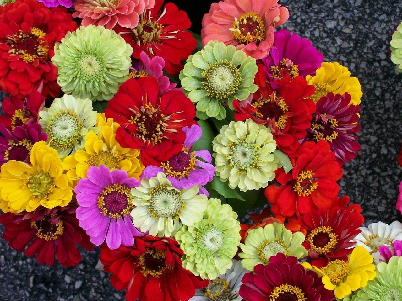 Gaea's Blessing Seeds - Zinnia Seeds - California Giants Seed Mix with Easy to Follow Planting Instructions Heirloom Non-GMO 91% Germination