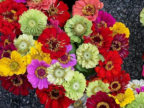Miniatura 3 de Gaea's Blessing Semillas - Zinnia Seeds - California Giants Seed Mix con instrucciones de siembra fáciles de seguir Heirloom Non-GMO 91% Germination