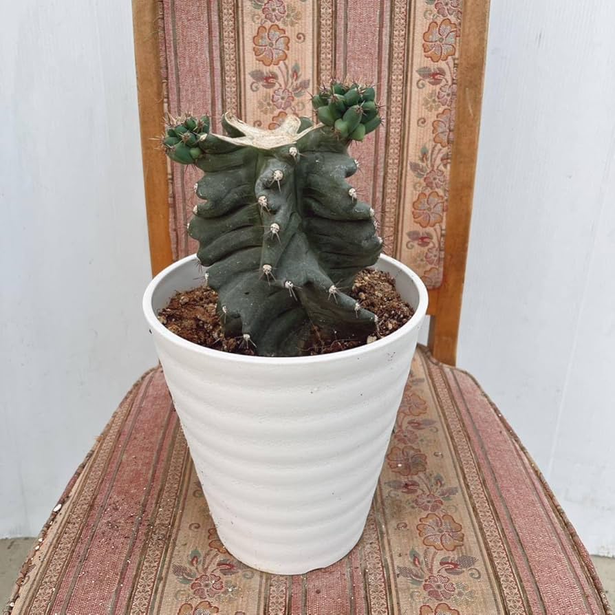 セレウス スピラリス 7寸 1番 サボテン Amazon.co.jp: 多肉植物 ユーフォルビア セレウス スピラリス