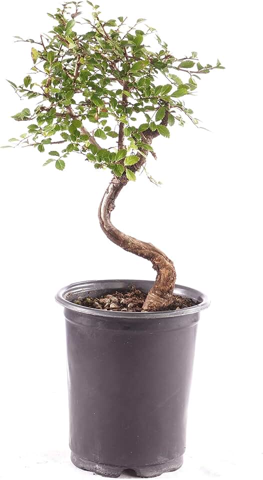Brussel&#x27;s Bonsai Live Chinese Elm Outdoor Bonsai Tree 5 Years Old 6"-8" Tall in Plastic Grower Pot, Small