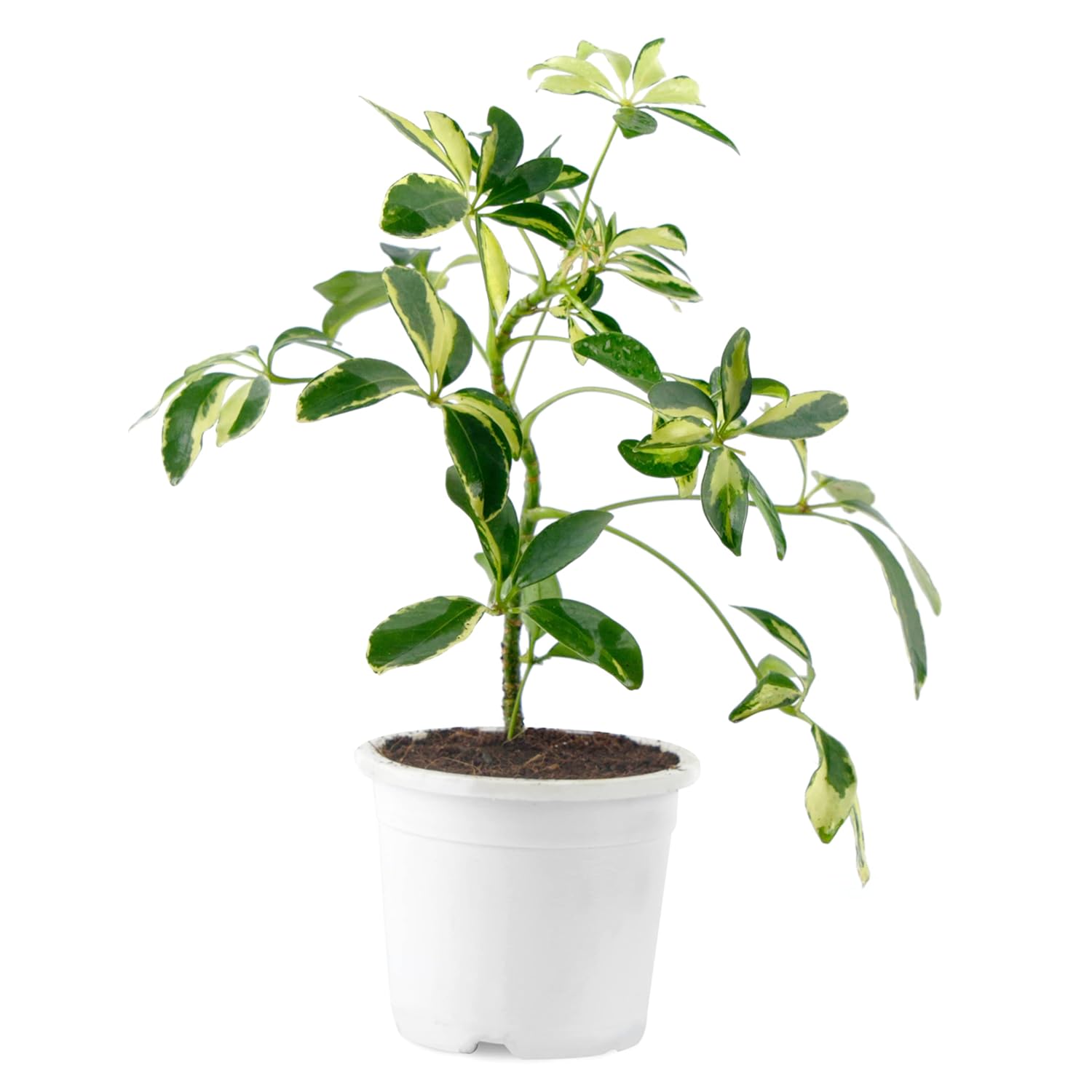 PHULWA Schefflera Indoor Air Purifier Plant With White Plastic Pot For Home And Office