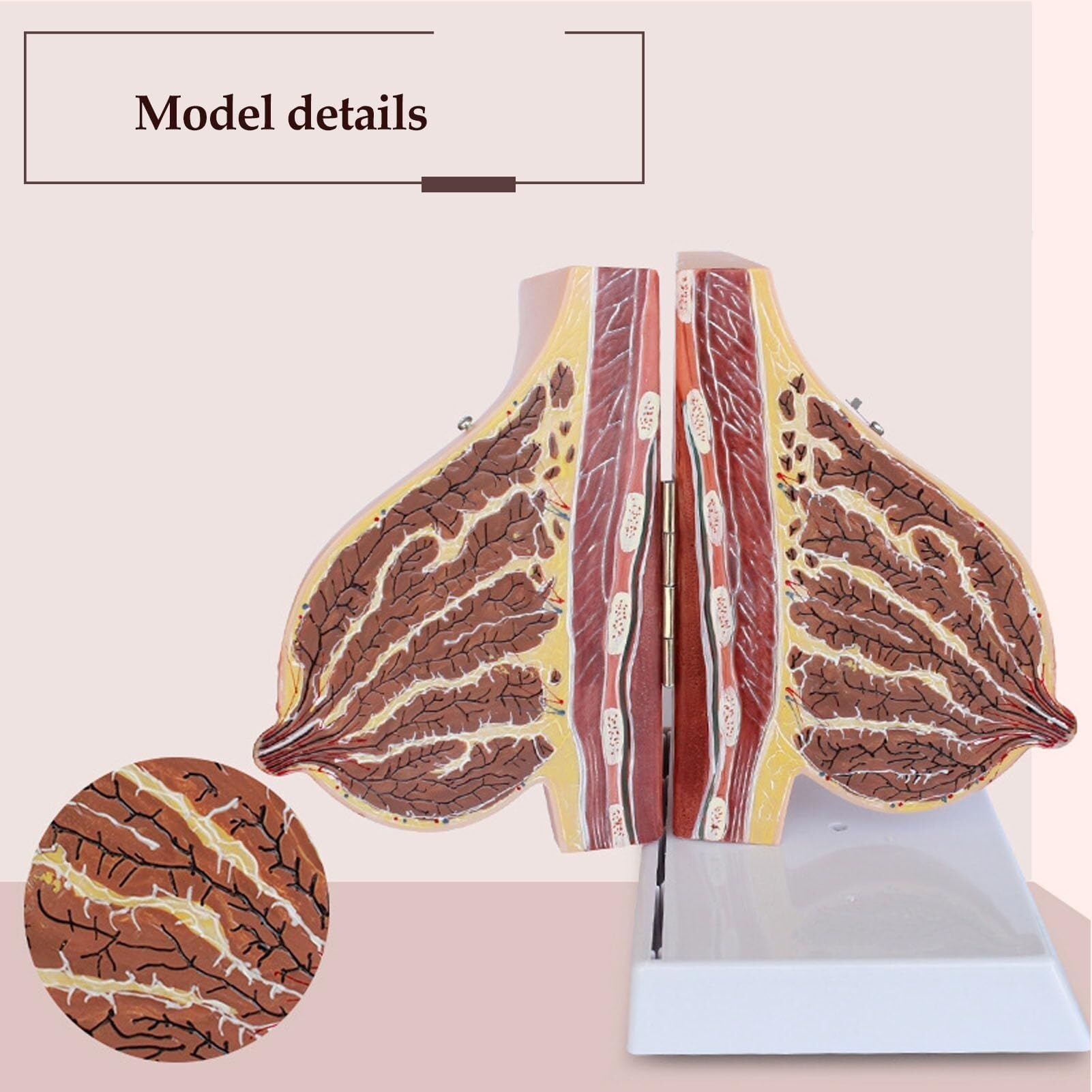 HEQIM Breast sagittal Anatomy Display Model, Lactation Breast Model, Breast Cross-Section Anatomy Model