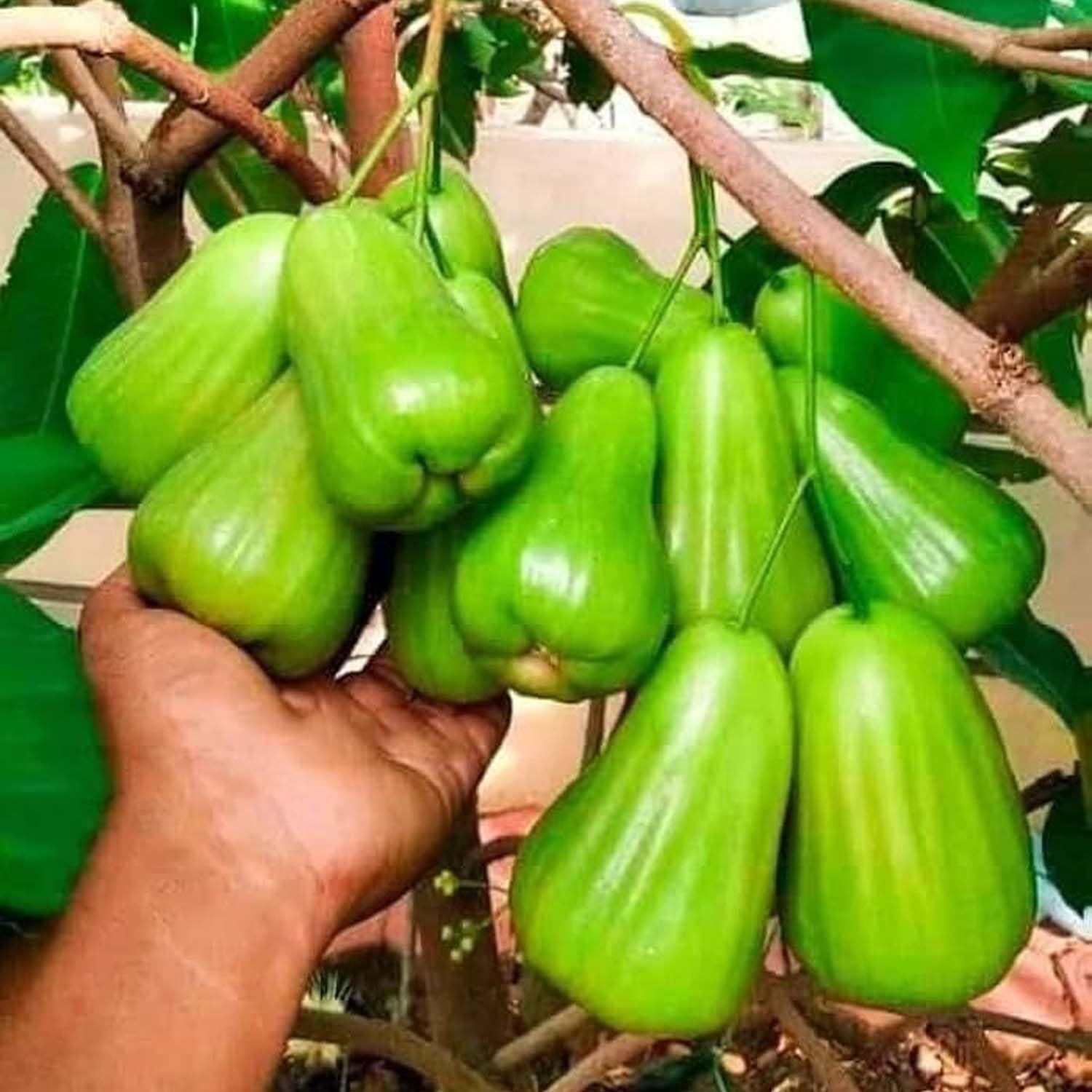 IXORA Thai Green All Time Wax Apple Water Apple Java Apple Variety Fruit (Air Layering/Grafted) Live Plants & Tree(1.5-3 Feet Size) (B0BMVBTP4R) Amazon Price History, Amazon Price Tracker