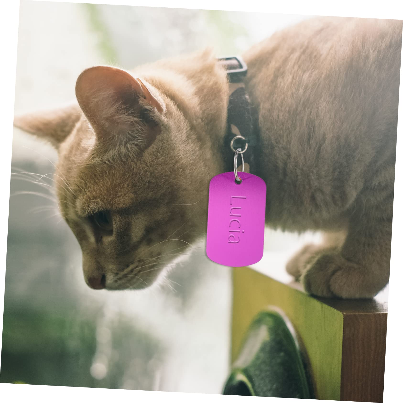 VANZACK 5 Set Medagliette Cane E in Targhette Identificative Vuote Per Animali Domestici Resistenti E Leggere Per Personalizzazione Diy 24 * 5