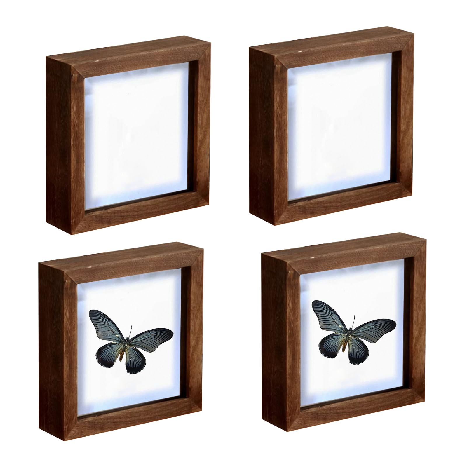 Vitrine à insectes pour décorer votre intérieur avec vos plus beaux spécimens
