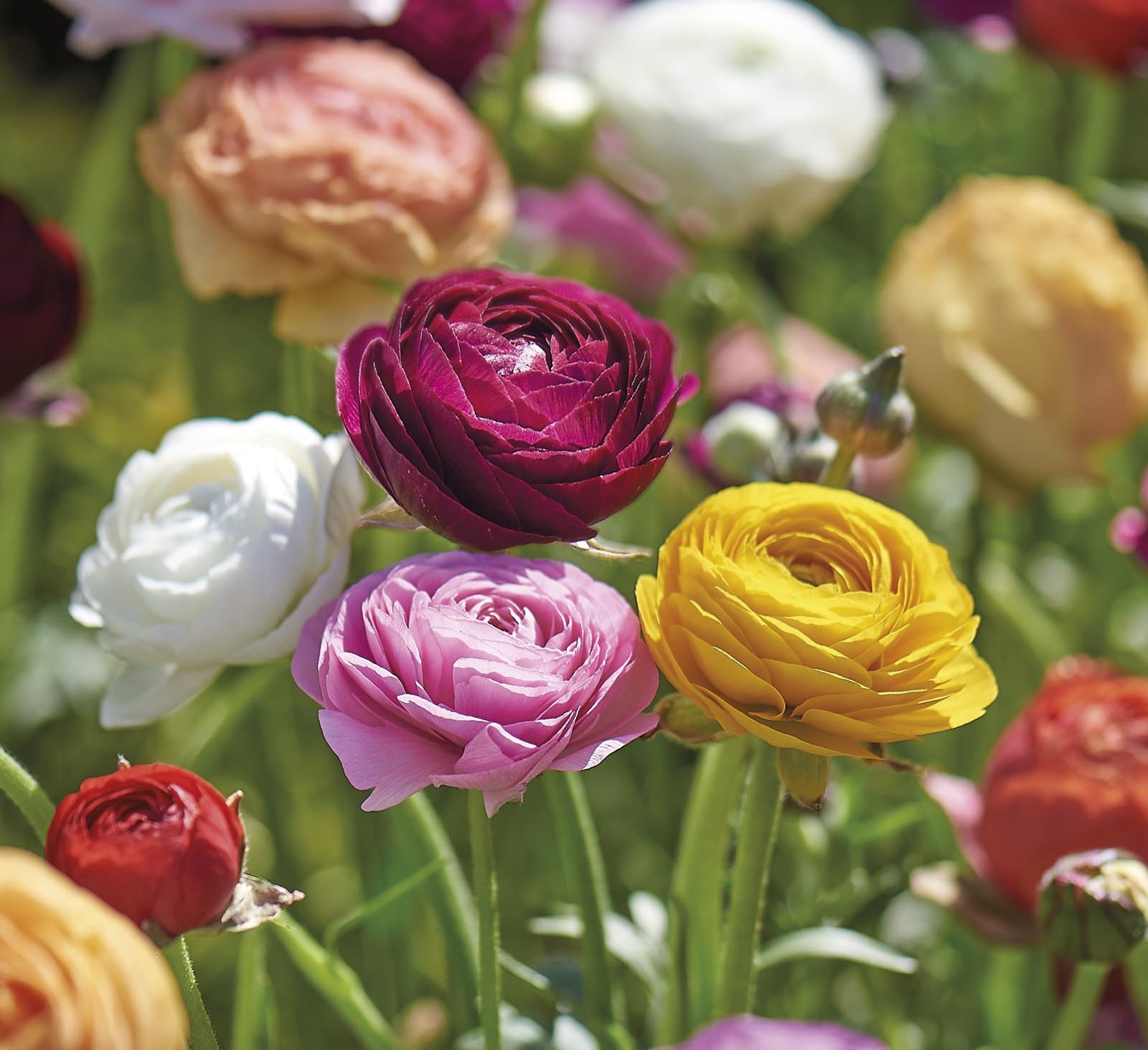 Bulbella Ranunculus Mixed Flower Bulbs – 12 Pack Colorful Persian Buttercup Bulbs for Planting – Spring Blooming Garden Flowers – Ideal for Beds, Borders & Containers — view 4