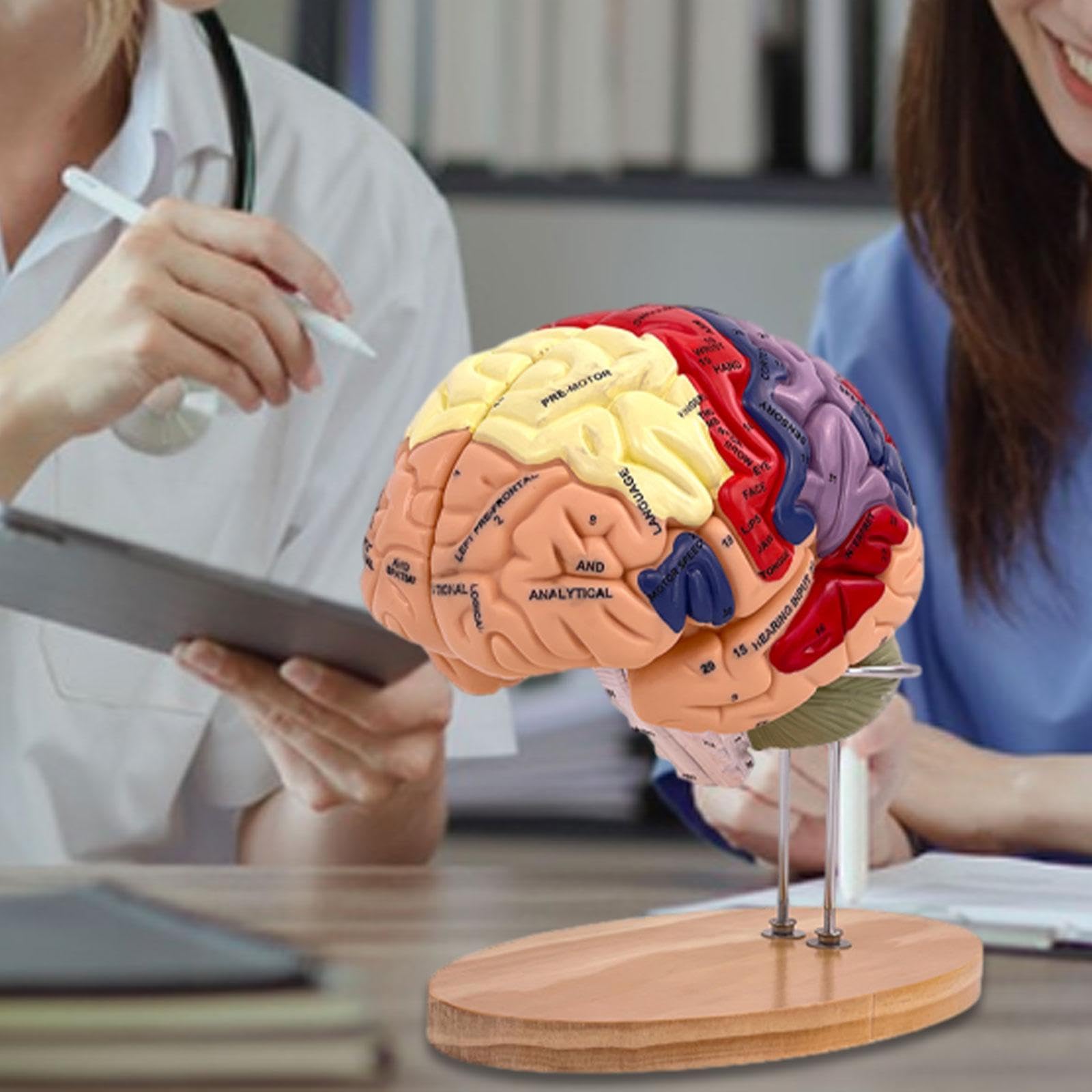 MagiDeal Cerebro Humano Agrandado 2X - Modelo Médico de Enseñanza Anatómicamente Preciso con Base, 4 Partes para Psicología