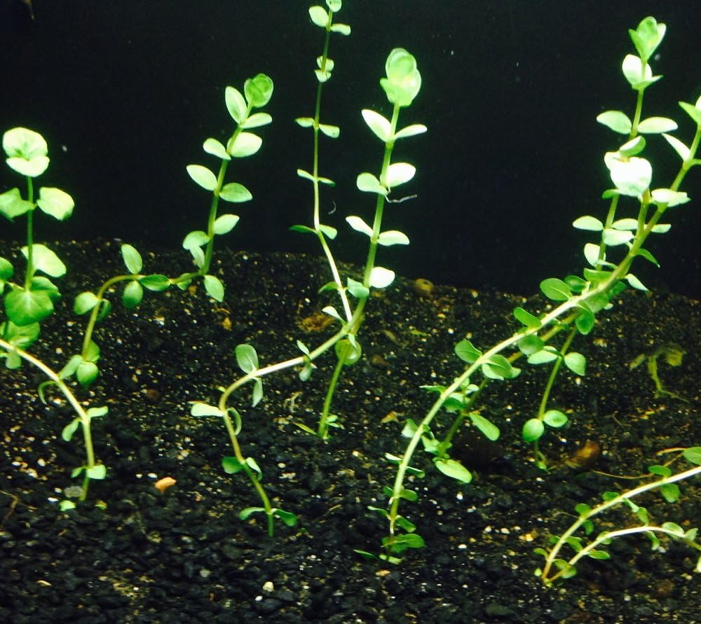 6 Stems of Rotala Indica by Aquarium Plants Galore