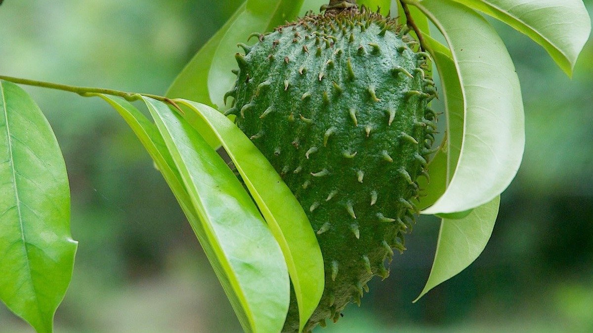 M-Tech Gardens New Soursop (" Yellow " Annona muricata, Seedling) Exotic 1 Live Fruit Plant (B07DWW3G9W) Amazon Price History, Amazon Price Tracker
