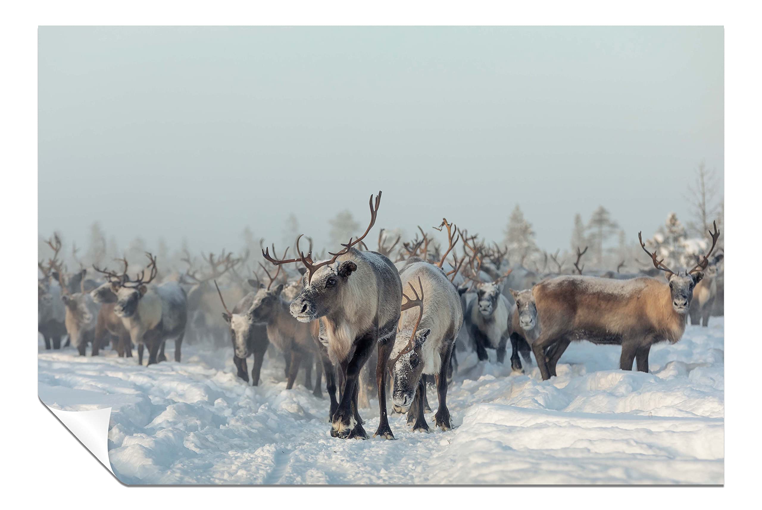 Panther Print Fine Art Prints Reindeers in Winter Snow Artistic Unframed Poster, Pictures for Home Walls, Bedroom, Living Room & Bathroom Decor 61x41cm (24x16in)