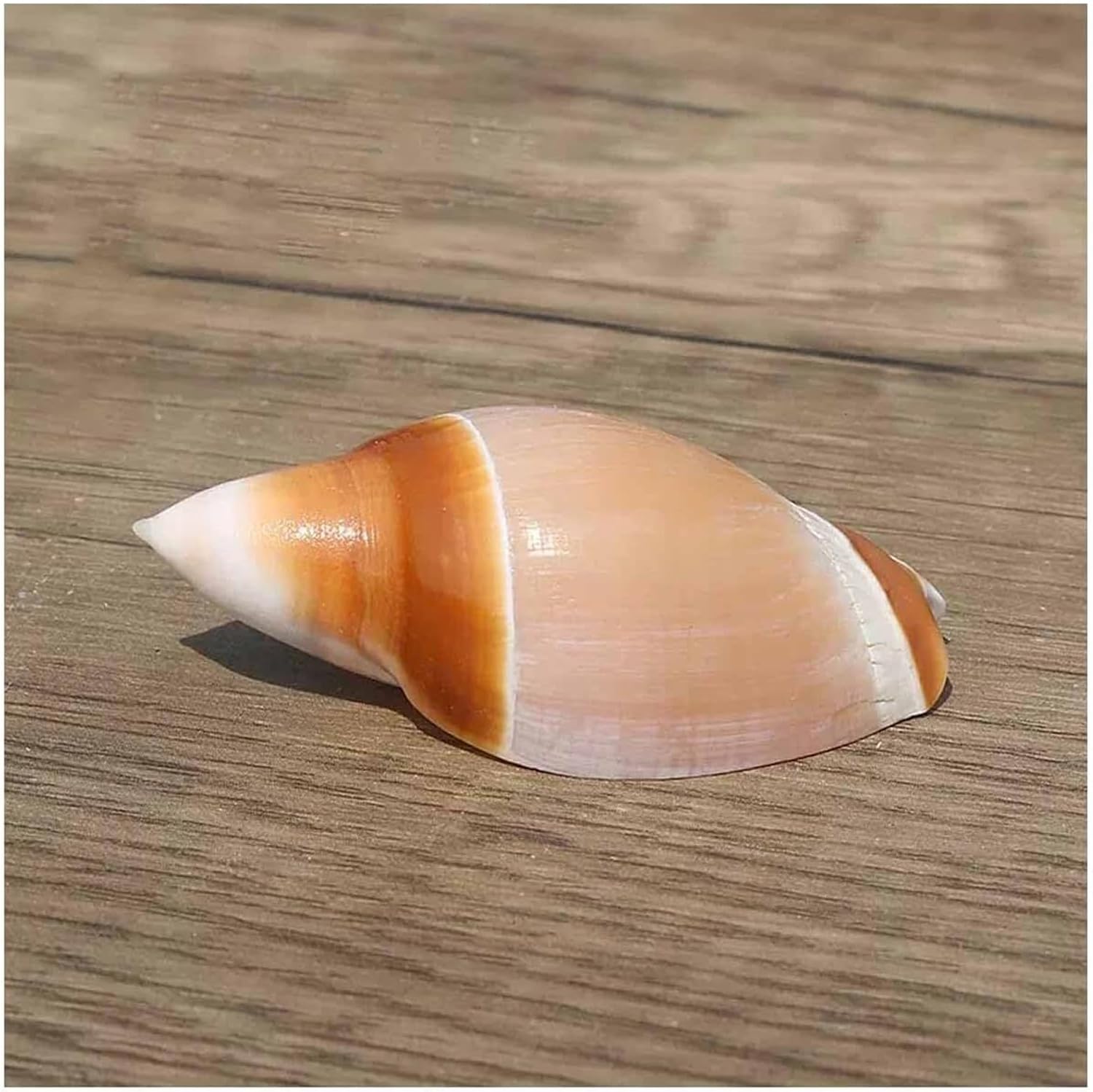 Natural sea Shell, Large Conch Shell, Shells, Large Natural Sea Shells 4~6Cm for Wedding Decor Beach Theme Party, Home Decorations,DIY Crafts, Fish Tank and Shell Collectors