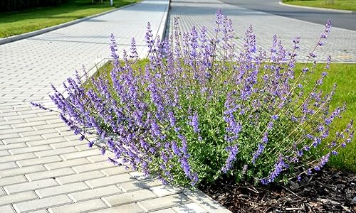 Miniatura 3 de Blue Steel - Semillas de salvia para plantar, 50 semillas, fáciles de cultivar