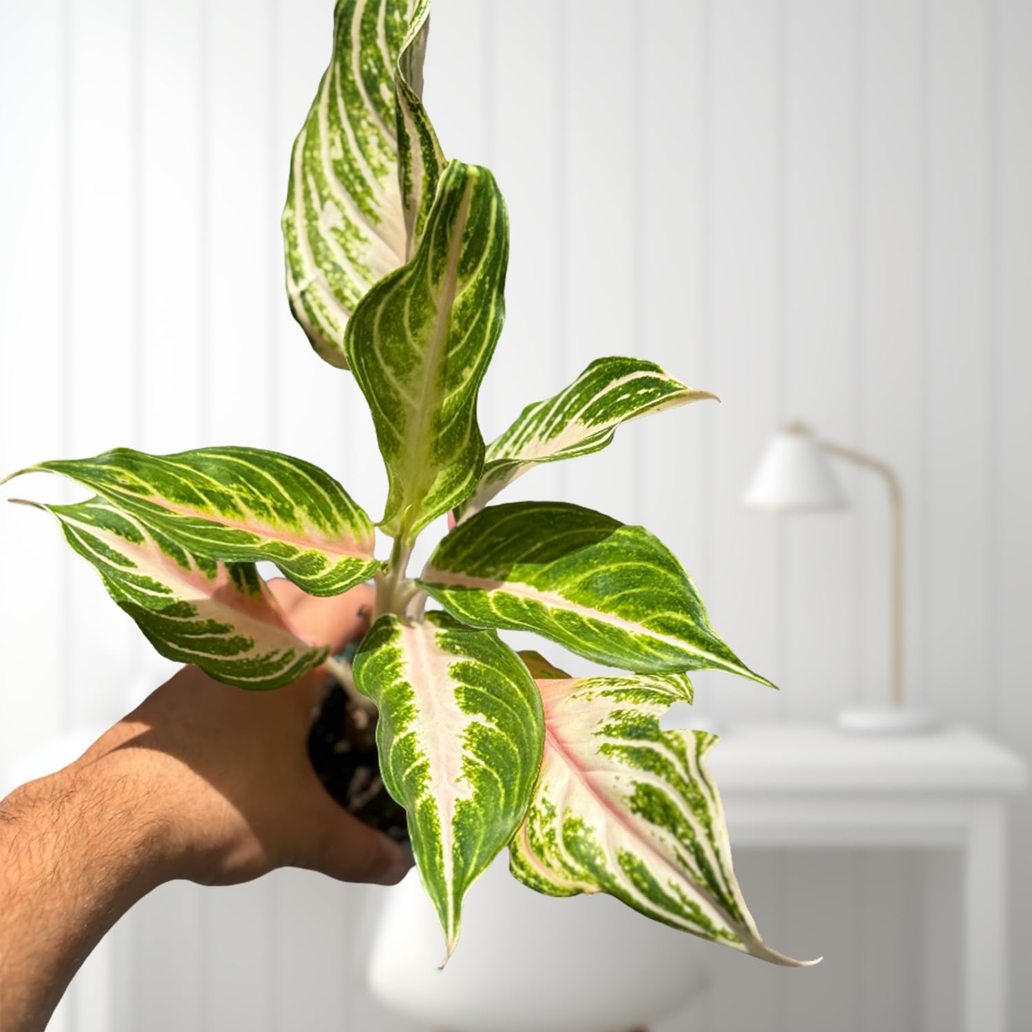 Amazon.com : Live Plant Aglaonema Panama Pink in 4'' Pot  Easy Care Indoor  Houseplant with Striking Pink-Green Foliage, Ideal for Home, Office & Gift  Giving (Heat Pack Included) : Patio, Lawn