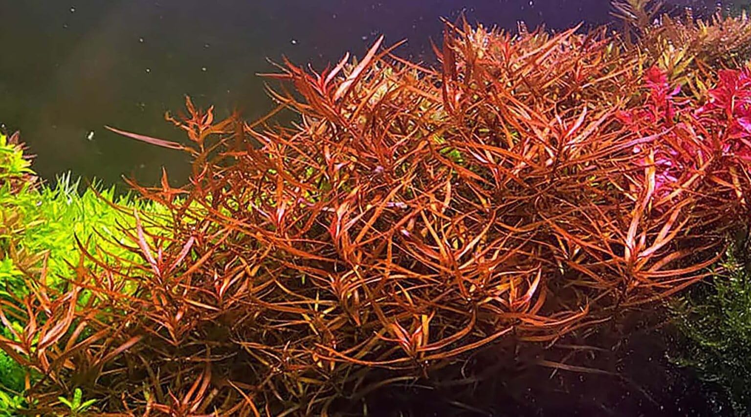 Ludwigia arcuata Tropical Healthy Aquarium Plant Shrimp Safe (10)
