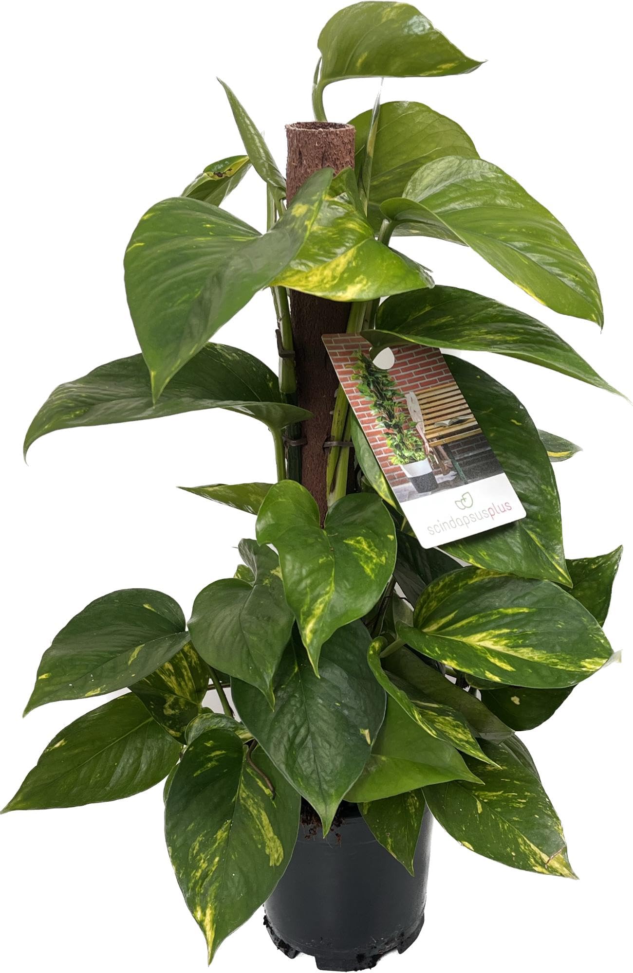 Efeutute (Epipremnum Aureum) am Moosstab  Pflegeleichte, Luftreinigende  Zimmerpflanze im Topf  15 cm, Hhe ca. 50 cm : Amazon.de: Garten