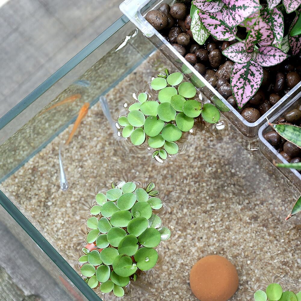 Amazon | 【charm】（めだか）（水草）水作 アクアテリア メダカ飼育 