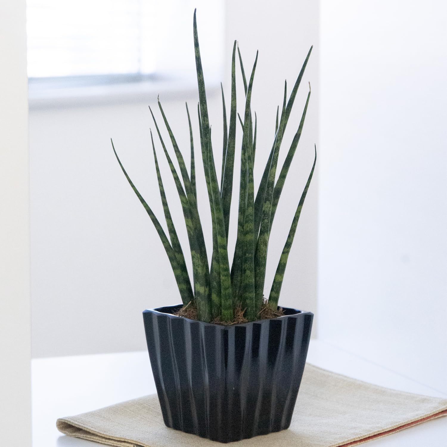 Amazon.co.jp: 観葉植物 サンセベリア ファンウッド ミカド 2.5号