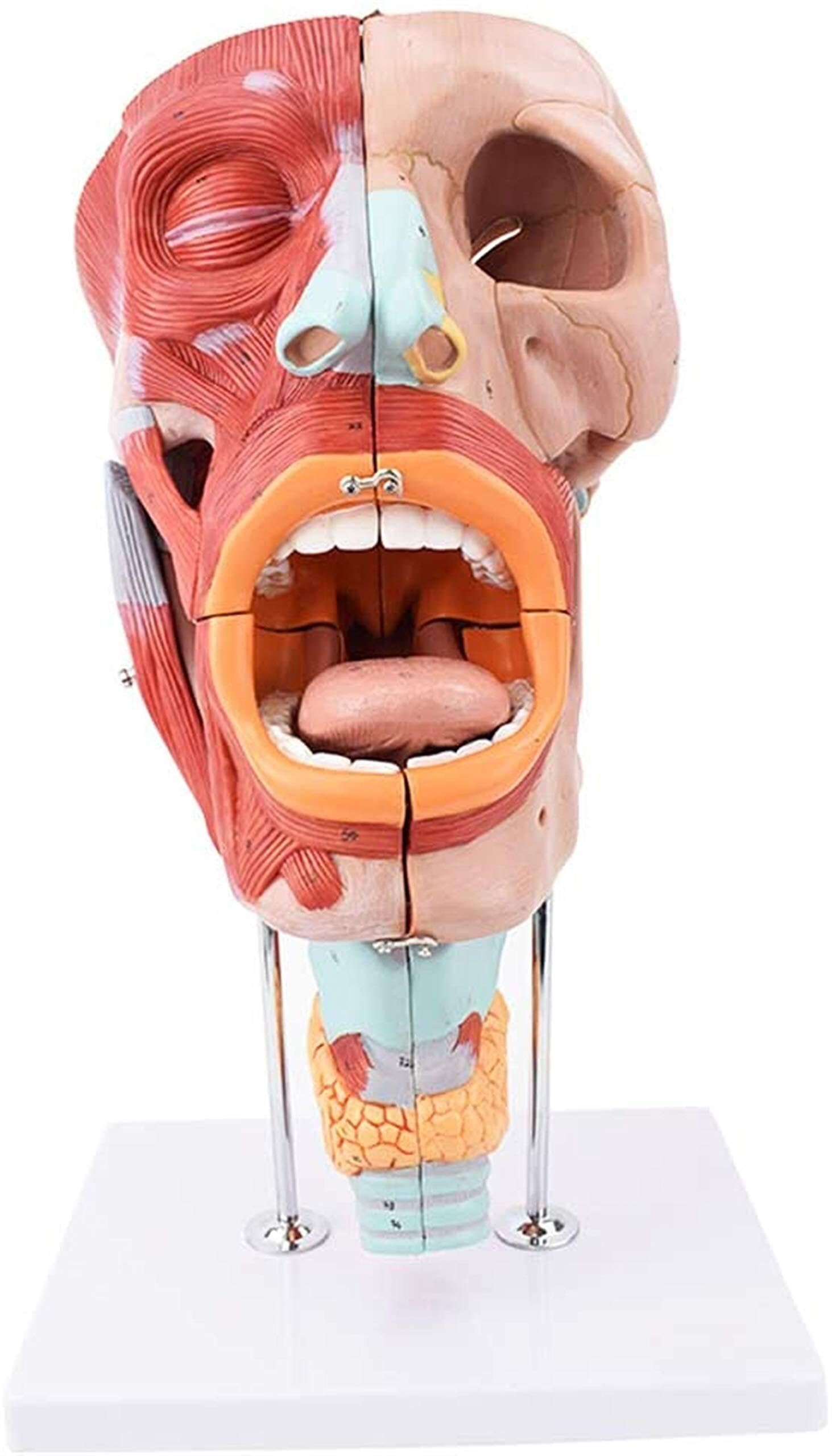 XINGLUOY Nasal cavity, oral, pharynx and respiratory system anatomy model