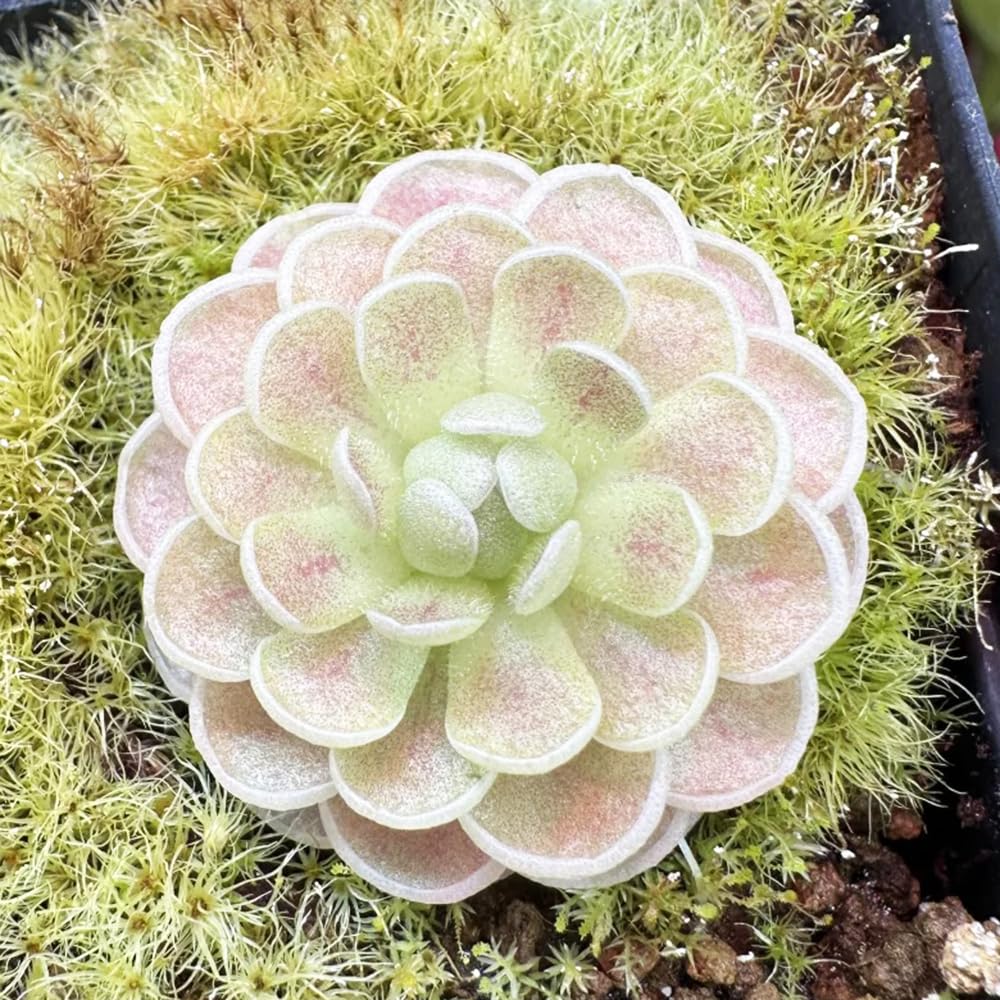 Fettkraut fleischfressende pflanze samen, pflanzen für sonnige plätze，garten deko zimmerpflanzen，gartendeko für draußen bonsai samen，deko garten einfach zu Pflanzen，pflanzen für 150pcs