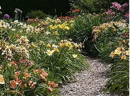 Miniatura 2 de Lirio de día con volantes de color rojo rosa, planta de raíz desnuda, perenne resistente con flores rojas con volantes, bajo mantenimiento, ideal