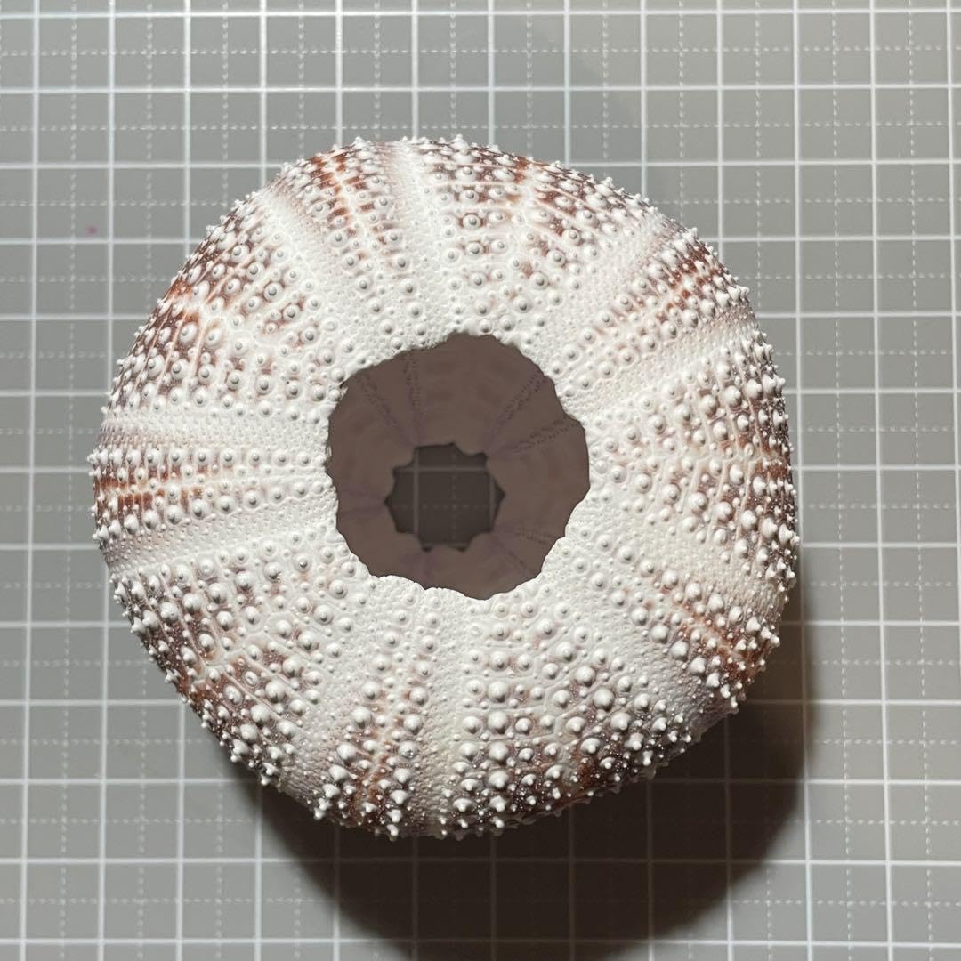 美品　ヨーロッパ産　レインボーウニ　7点セット Amazon.co.jp: ヨーロッパオオウニ ⑪ 7.54㎝(レインボーウニ) : 食品