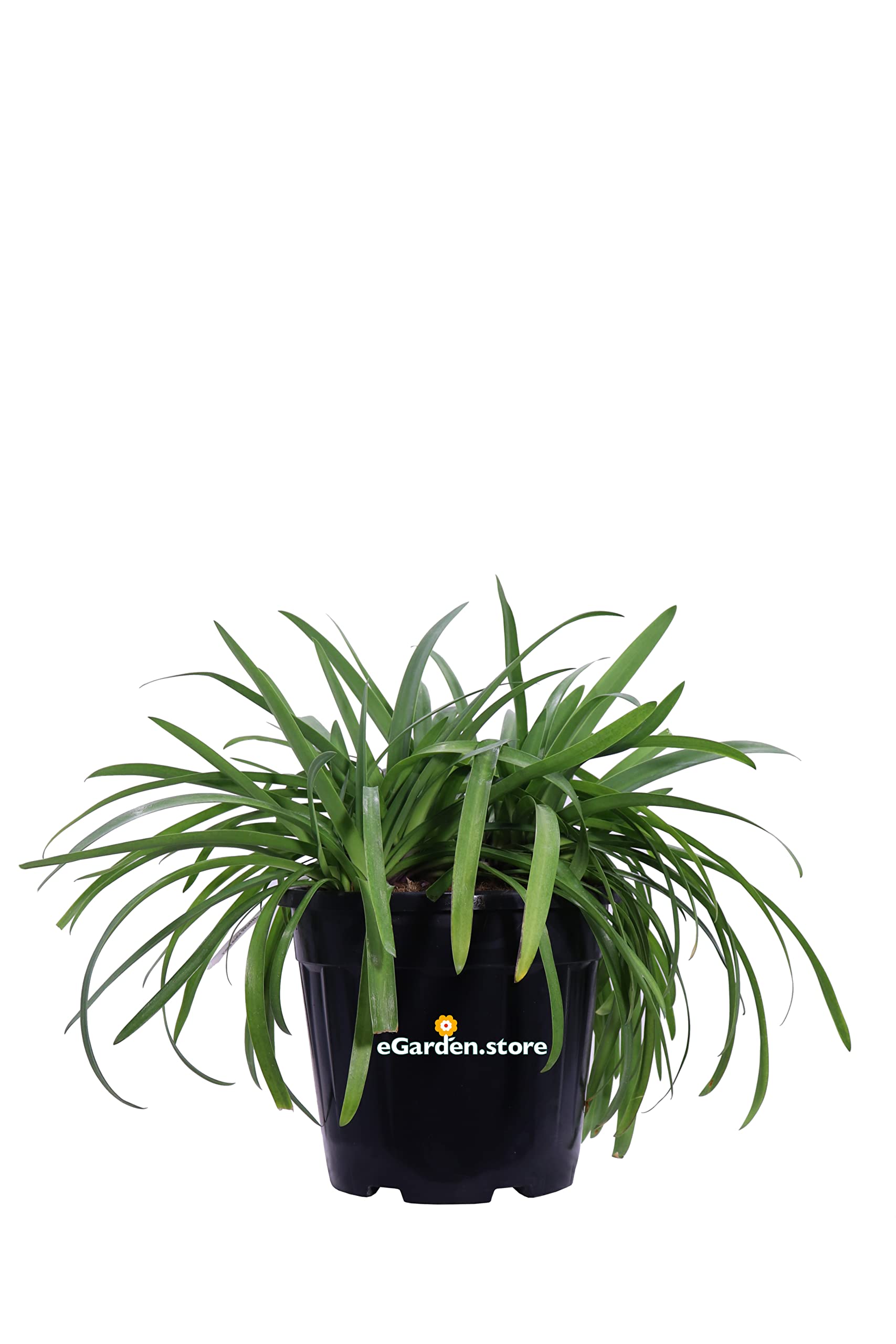 Semi Agapanthus Africanus - 200 Semi, Giglio Africano, Per Balcone, Giardino, Attira Farfalle