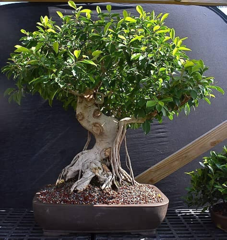 Chitra Nursery Chinese banyan (Ficus microcarpa) Chinese bot live plant - Bonsai, Garden plant Pack of 1 Without Pot (B0D7TMDV72) Amazon Price History, Amazon Price Tracker