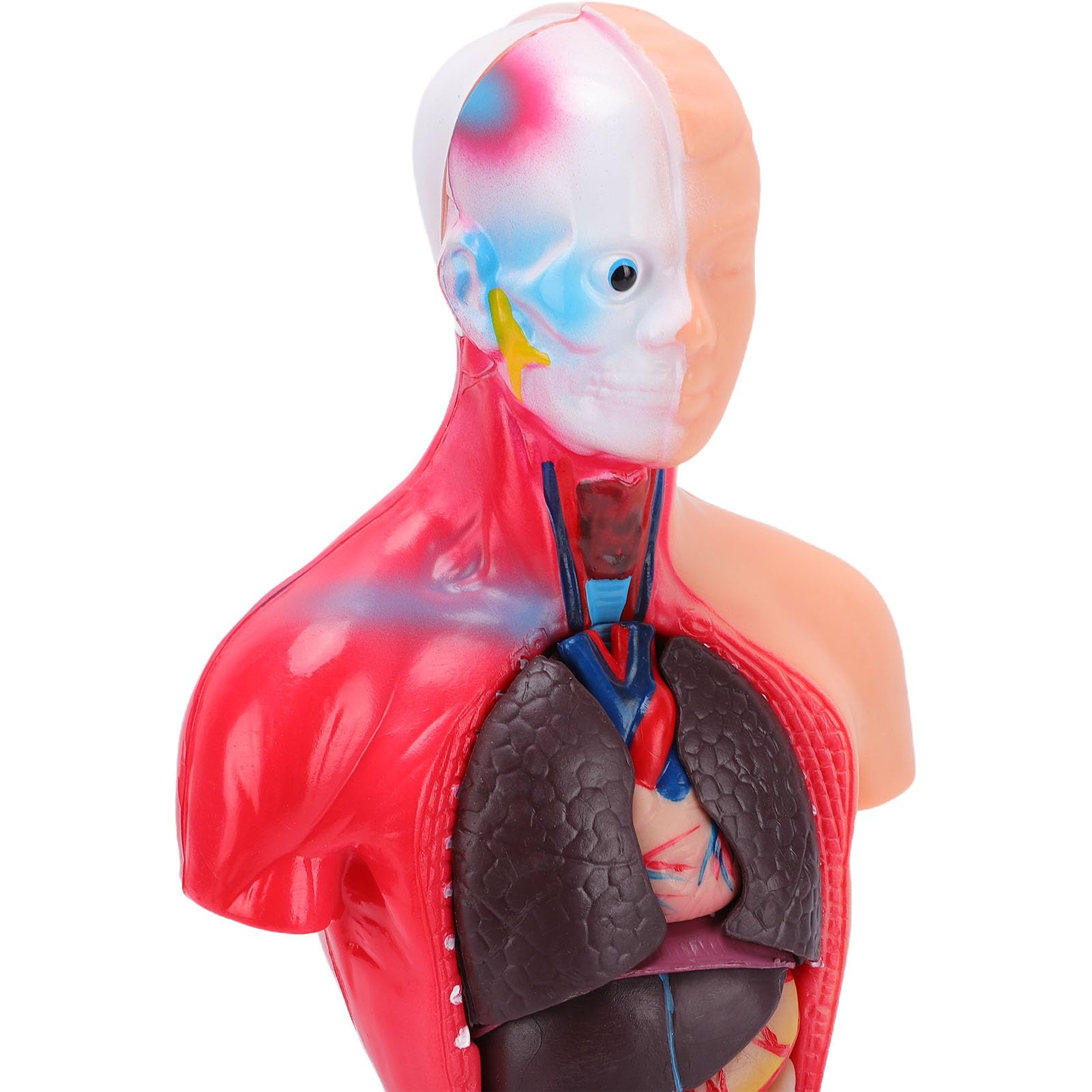 Generic Modelo Interactivo de órgano del Cuerpo Humano con Colores Vibrantes, Juguete Atractivo para Estudiantes de Secundaria y Primaria, Material de PVC