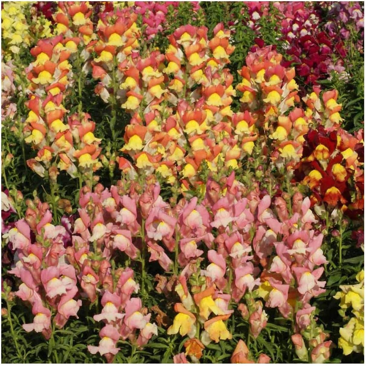 Everwilde Farms - 1/4 Lb Tetra Mix Snapdragon Wildflower Seeds - Gold Vault