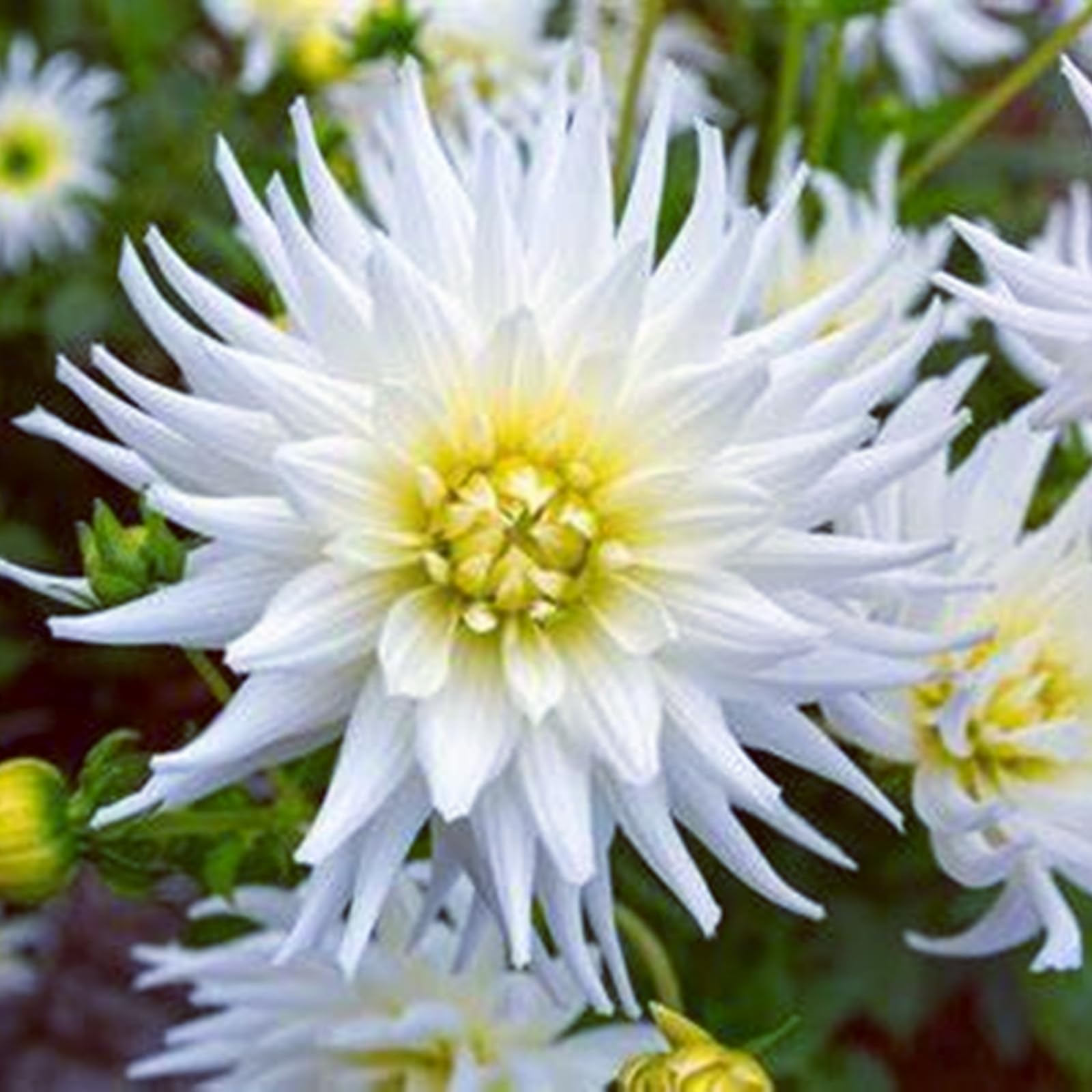 Dahlia Bulbs Stunning Perennial Flower Bulbs for Planting Dinner-Plate Dahlia Giant Flowers Rich and Colorful -2 Bulbs-F