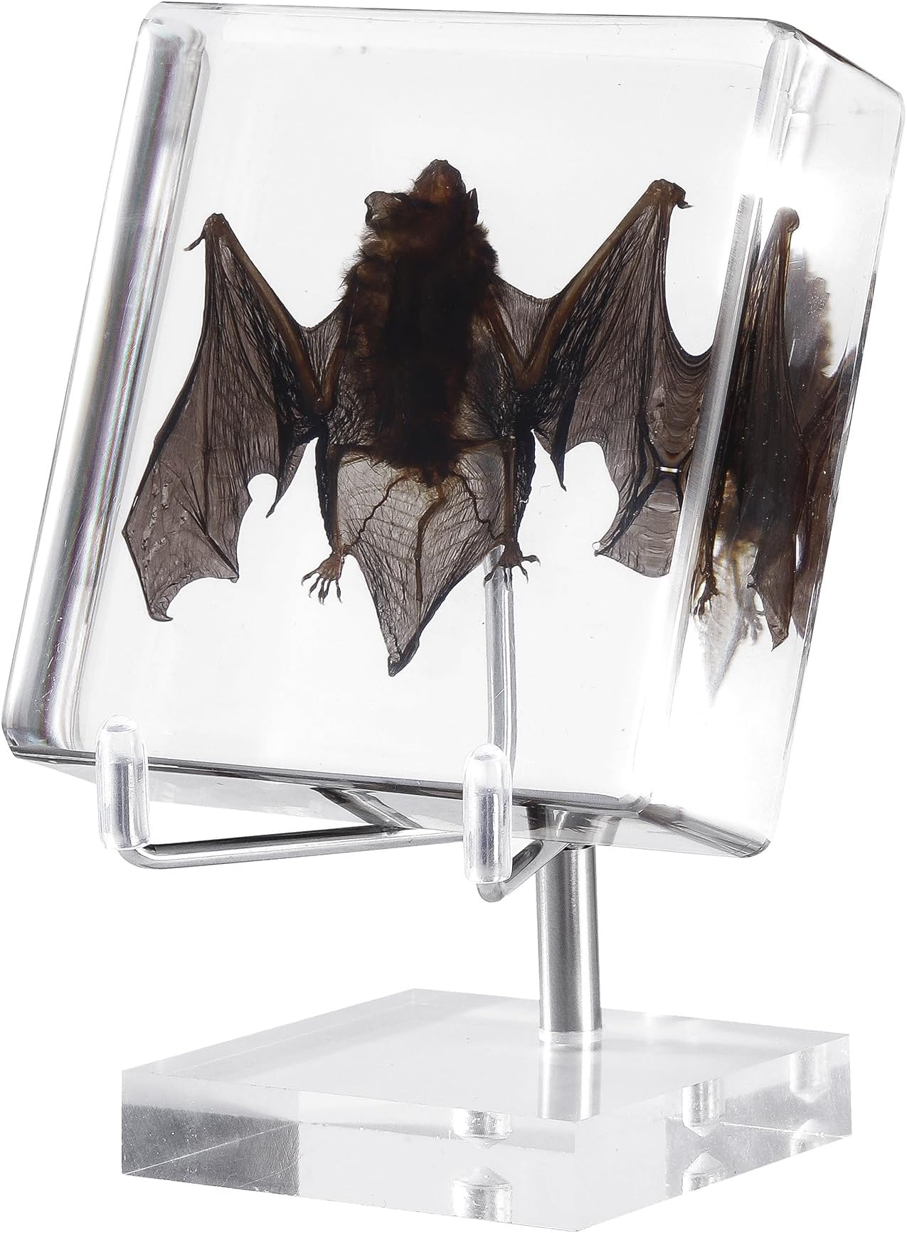 Taxidermy Bat, Real Bat Specimens Animal Specimen in Resin with Acrylic Base Display Stand for Science Classroom Science Education.Unique Gift for Fans of Taxidermy, Animal Skull, Oddities, Biology