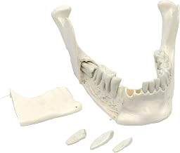 Lower Jaw Model, 16 Extractable Teeth - Anatomically Accurate Human Bone Replica - Natural Size, Natural Color - Eisco Labs