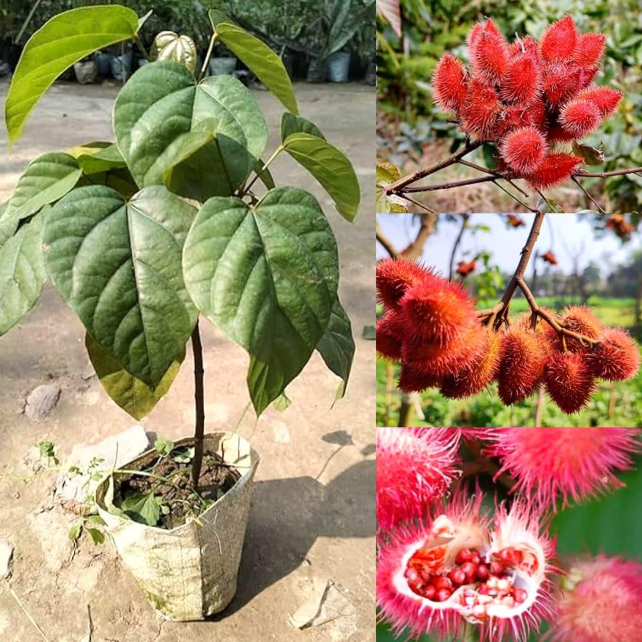 Lipstick Tree, Annatto, Sindoor, Bixa Orellana Live Plant - A Traditional Indian Favorite Loved For Role In Morning Worship Setups And Vastu Decorations (1 Live Healthy Plant)-image-34