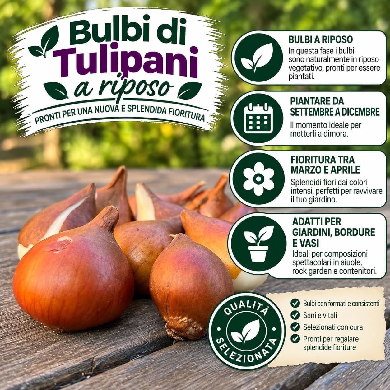 Holländische Tulpenzwiebeln Selection | Exklusive Sorten-Kollektion von Herbst bis Frühling | Garantierte Blüte, 50 Blumenzwiebeln – BOTANISCHE TULPEN IM MIX