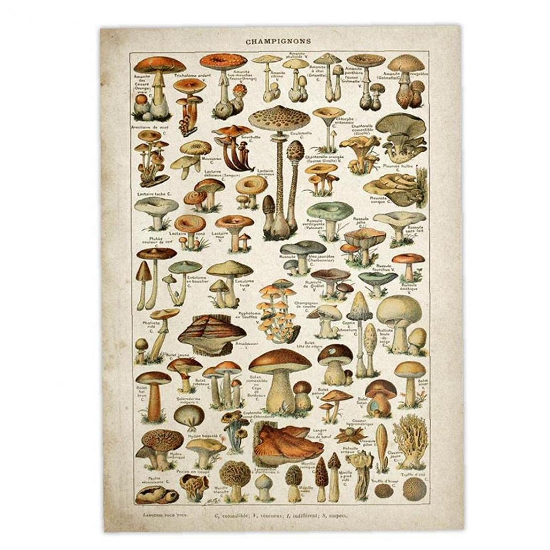 Zonster Vintage Poster Print Mushrooms Illustration Botanical Educational Wall Decor