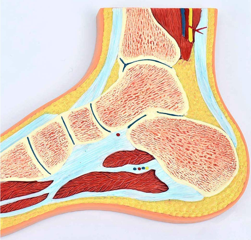 Medyczny anatomiczny model szkieletu stopy z więzadłami, struktura stawu skokowego medyczny model mięśni szkieletowych stopy stawu do nauczania medycznego naukowy
