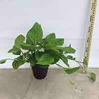 Amazon｜観葉植物 モンステラ カルステリアナ 7号 品種レア 大型