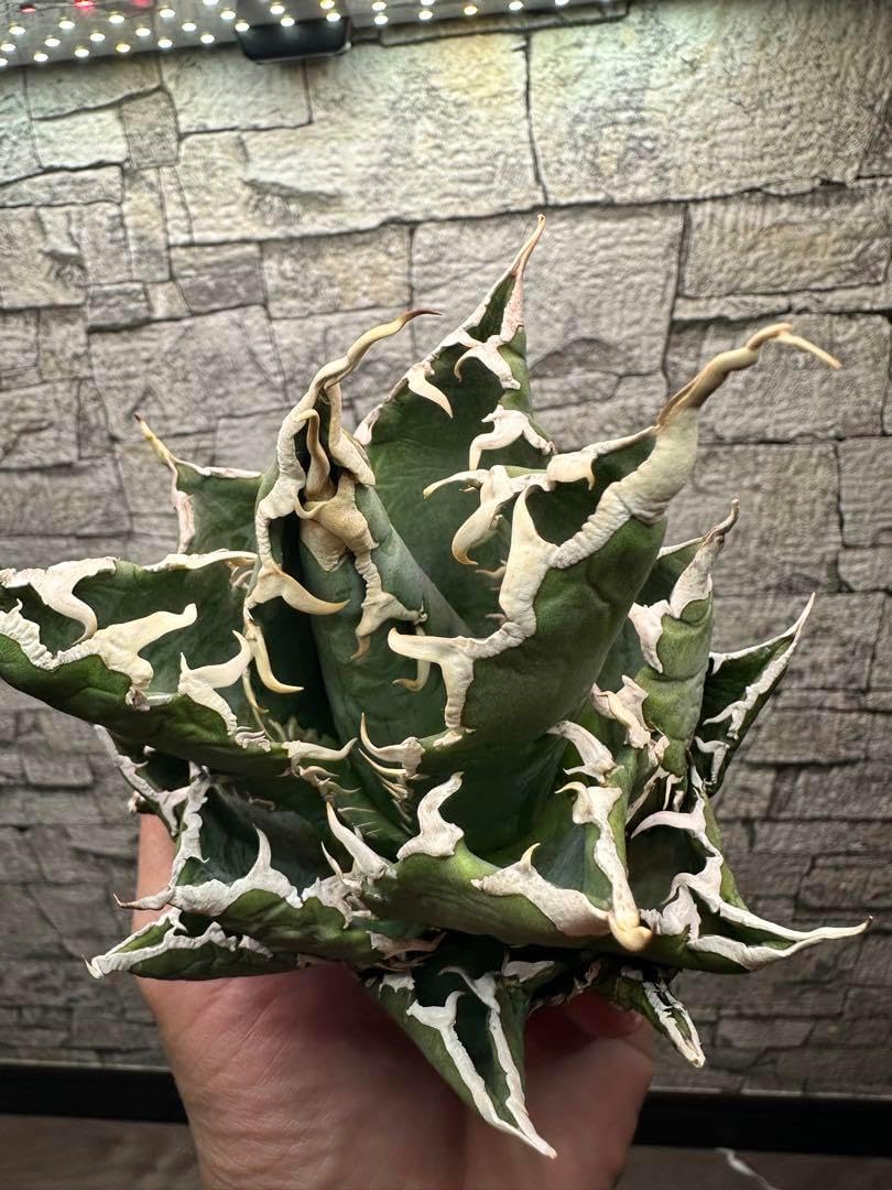 アガベノーネーム 白棘 在庫処分価格 AGAVE OTEROI アガベ